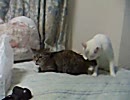 荒ぶる、ののソラ。