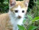 きょうもあしたも、ねこねこ動画８．５