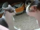 ワンワンと鳴く猫