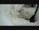 スーパー甘えんぼモード