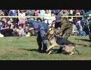 警備犬展示 襲撃訓練 （入間基地航空祭2010）