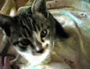 【撮ってみたが】意地でも寝るぬこ【うｐ主白旗】
