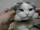 萌える動物達の写真集や