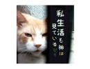 極悪すぐる猫たち・・ですわ