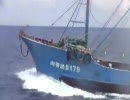衝突！キチガイ漁船