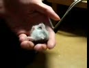 ジャンハム、駄々をこねる！！