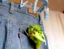 潜るの大好き！セキセイインコ