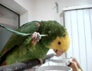 羽の有効活用インコ式