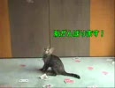 猫とカード遊び　02