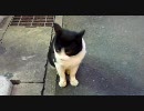 野良猫でむせる