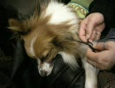 三つ編み犬