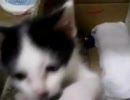 子猫を保護してみた　改め　きょうのぎゅう-1