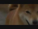 2010 秋　★柴犬ジロー 5才★