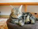 福岡の猫カフェ「猫カフェ　Ｃｌａssic」　１１／９