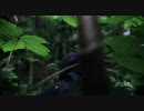 Liger 「Funereal」