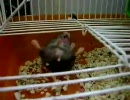 キレ過ぎて発狂するハムスター