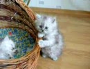 ふわふわ子猫