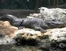 天王寺動物園・爬虫類生態館アイファー