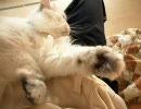 膝の上で固まって動かない愛猫