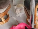 LOST いしだとみこ