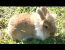 うちのウサギが3分間ひたすら草を食べ続けるだけの動画