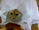 ビニール袋の中の猫。