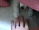前足ばたばたポメラニアン