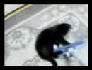 ぬこぬこぬっこ！
