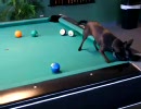 ビリヤードする犬