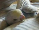 スリッパのあいだで眠るインコ