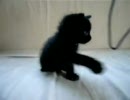 歯にひっかかったぬこ