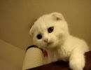 高所恐怖症なぬこ