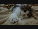 アンバー通信Vol.0006　おふとんでもふもふ動く子猫