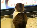 (´･д･｀)てなってる猫