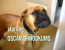 犬が救急車のマネに挑戦