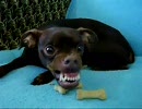 【激怒】尖閣ビデオを見た犬の反応