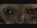 世界一醜い猫