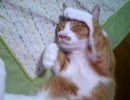 眠り猫