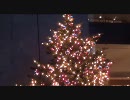 【銀座】ミキモト ジャンボクリスマスツリー点灯式【2010】