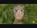 野生動物たちの会話