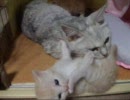 子猫がじたばた