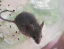 【DTM】ネズミ１号【DE DE MOUSE】