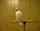 音楽にノリ×2すぎなコカトゥー