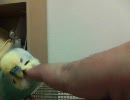 セキセイインコをカキカキするだけ【大福＆茶柱】
