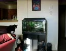 カミカゼアタックな猫