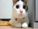 ぬこ面白動画集