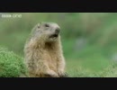 動物のアテレコがおもろいｗ