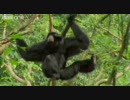動物のアテレコ　パート2