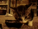 「うまうま」言いながら食事をする子猫　ｳﾏｳﾏ(ﾟ∀ﾟ)
