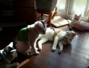 牛柄猫家族１２
